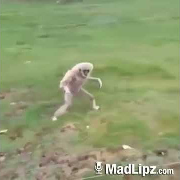 si monyet ngakak