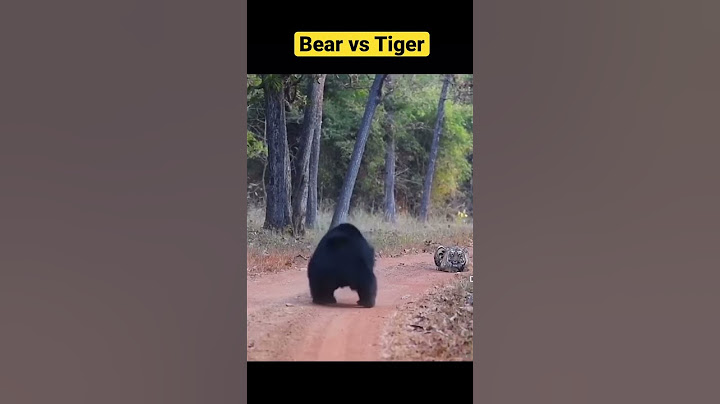 Bear Vs Tiger