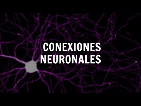 Conexiones Neuronales