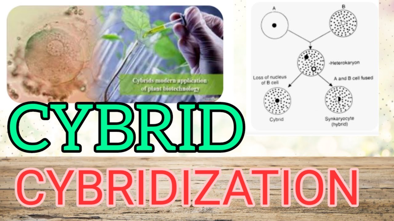 kybrid cny