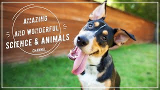 Just A Good Boy Waiting For A Snack.