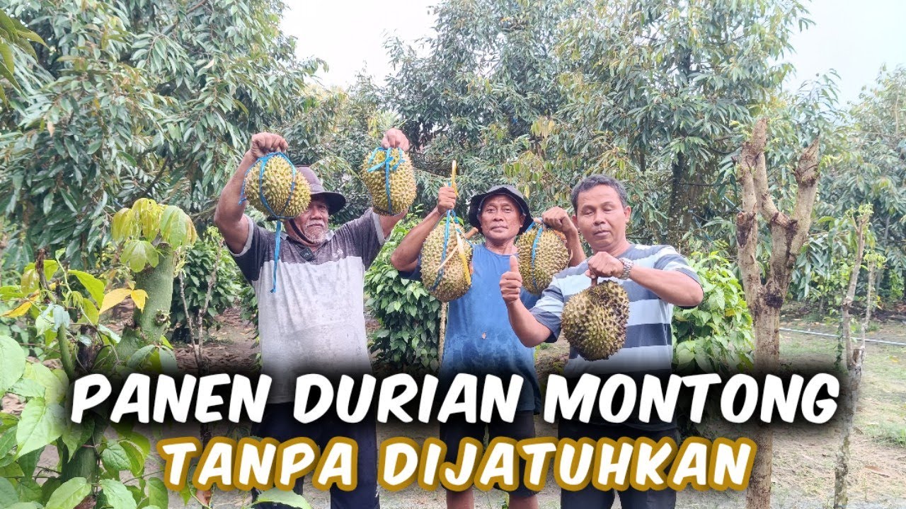 Panen Durian Montong Langsung Dari Kebun Dengan Jaring Buatan Tanpa Dijatuhkan‼️