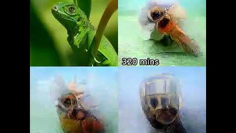 Inter-individual deep image reconstruction, # samples (Ho et al., 2023)