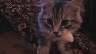 Siberian kitten loves his toy mouse by Katzenjammers 285 views 9 years ago 1 minute, 39 seconds