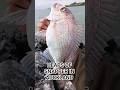 CATCHING HEAPS OF SNAPPER IN AUCKLAND! #aucklandfishing #landbased #snapperfishing #fish #fishingnz