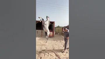 حصان عربي أصيل 