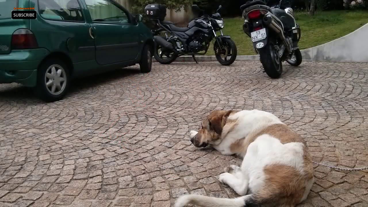 A Transformação do meu Cão de Gado Transmontano desde que chegou a casa