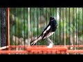 Kicau Kacer Masteran Cililinan Jangkrik Monoton Mp3 - Mp4 Download