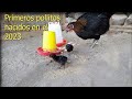 PRIMER NACIMIENTO EN EL CRIADERO AÑO 2023 pollitos finos gallina prieta