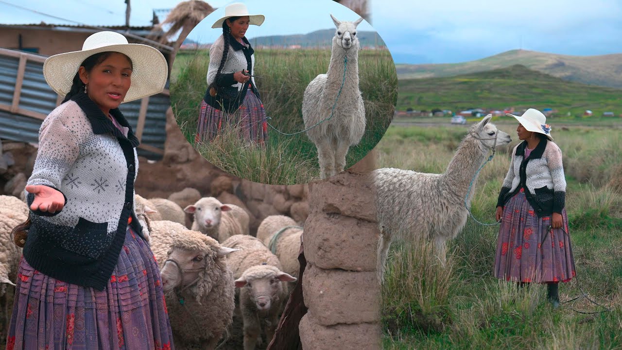 Acompáñame a llevar mis ganados - Cholita Julia