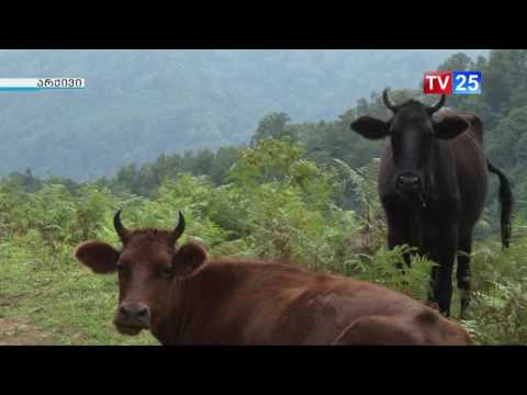 ხულოში ცოცხალი პირუტყვის აგრარული ბაზარი გაიხსნება