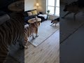 Episodes 134 🐯🐶🐱 Brave Cat Jumps on Tiger to Protect the House | CCTV Animal World