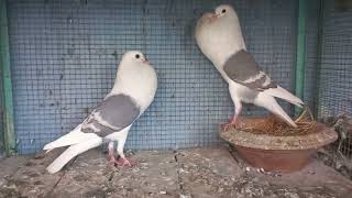 Voorburg Sheild cropper blue white bar pair @shehrmaindihat