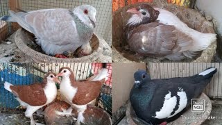 My Breeding Pigeons - Kala Gandedaar , Sherazi , Ghagray , Lalband - Pigeons Progress in Urdu/Hindi