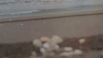 آيات من سورة النساء || القارئ علاء المزجاجي