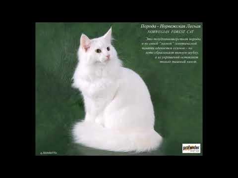 Все о кошках. Иллюстрированный гид Непомнящий Николай Николаевич Электронная кни