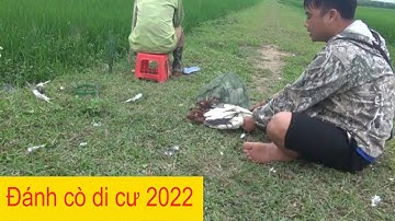 Tập 9: Cách bẫy CÒ bằng KEO của Người Miền Bắc