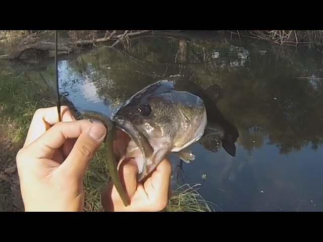 San Diego River - Fall Bass Fishing Using Weightless Senko Worms