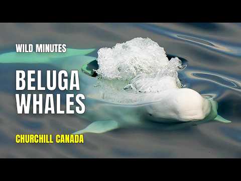 Beluga Whales in Churchill, Canada