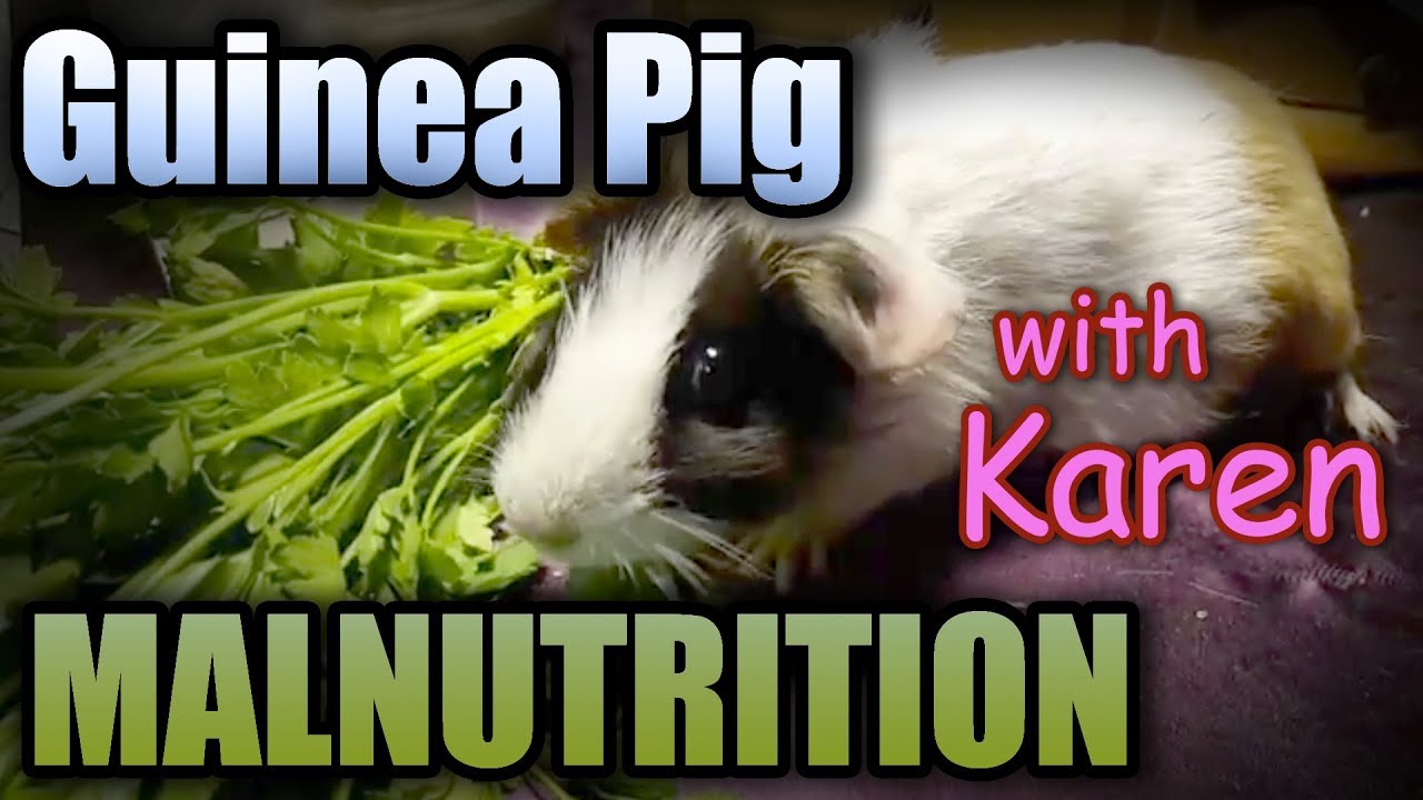 Thumbnail for Malnutrition In Guinea Pigs