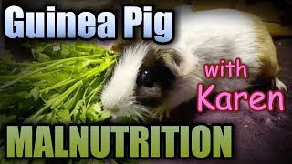 Malnutrition In Karen The Guinea Pig