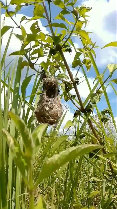 Menemukan Sarang Burung Cantik Di Sawah #sarang #burung #menemukan #bolang #sarangburung
