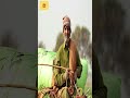 Arain Caste: A Legacy of Hard Work and Agricultural Roots l Who Are the Arain?