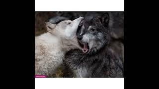 صوت الذئب 🐺 عواء الذئب 🐺 نباح الذئب 🐺🐺🐺  Wolf Sound