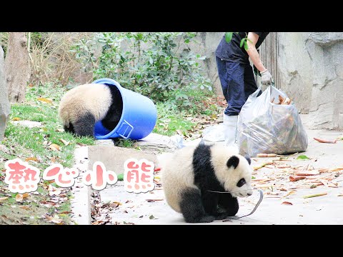 《熊貓主題趴》熱心小熊們幫倒忙 | iPanda熊貓頻道