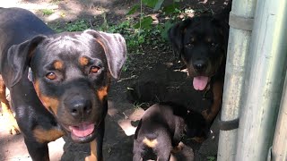 Rottweiler puppies playing ball