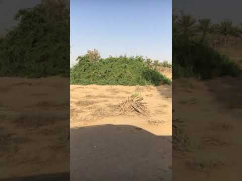 شجرة المسواك الآراك دائمة الخضرة متحملة لكل الظروف المناخية وتنفع كمصد لزحف الرمال