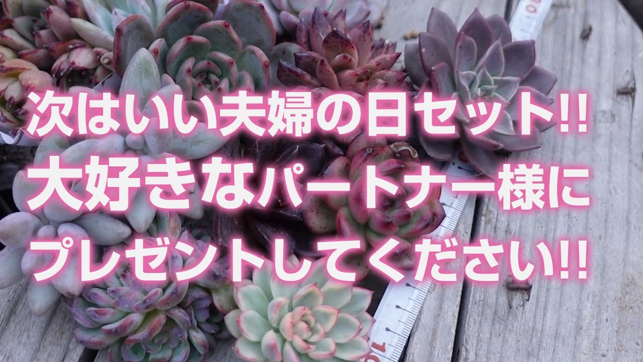 Succulent] Next is the Happy Couple's Day set! Give it to your