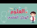 العلوم | الهيكل العظمي