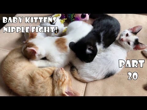 Attention! This video contains excessive cat snoring and cat purring. Kittens' mother is missing.