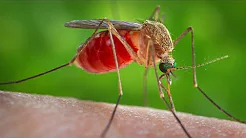 Northeastern Towns Lockdown to Combat Deadly Mosquito Virus EEE by Trending News thumbnail