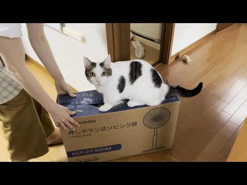 お母さんにお手伝いをお願いされる頼りになる猫