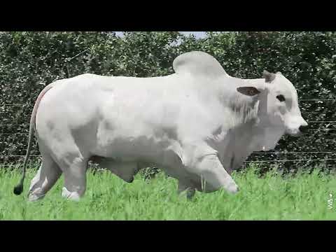 LOTE 34 - REMC A6147, Touro Nelore à venda no Leilão Genética Aditiva EXPOGENÉTICA MS 2025