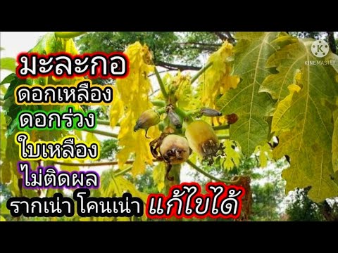 วีดีโอ: ข้อมูลดอกโคนสีเหลือง: วิธีปลูกต้นโคนเหลืองในสวน
