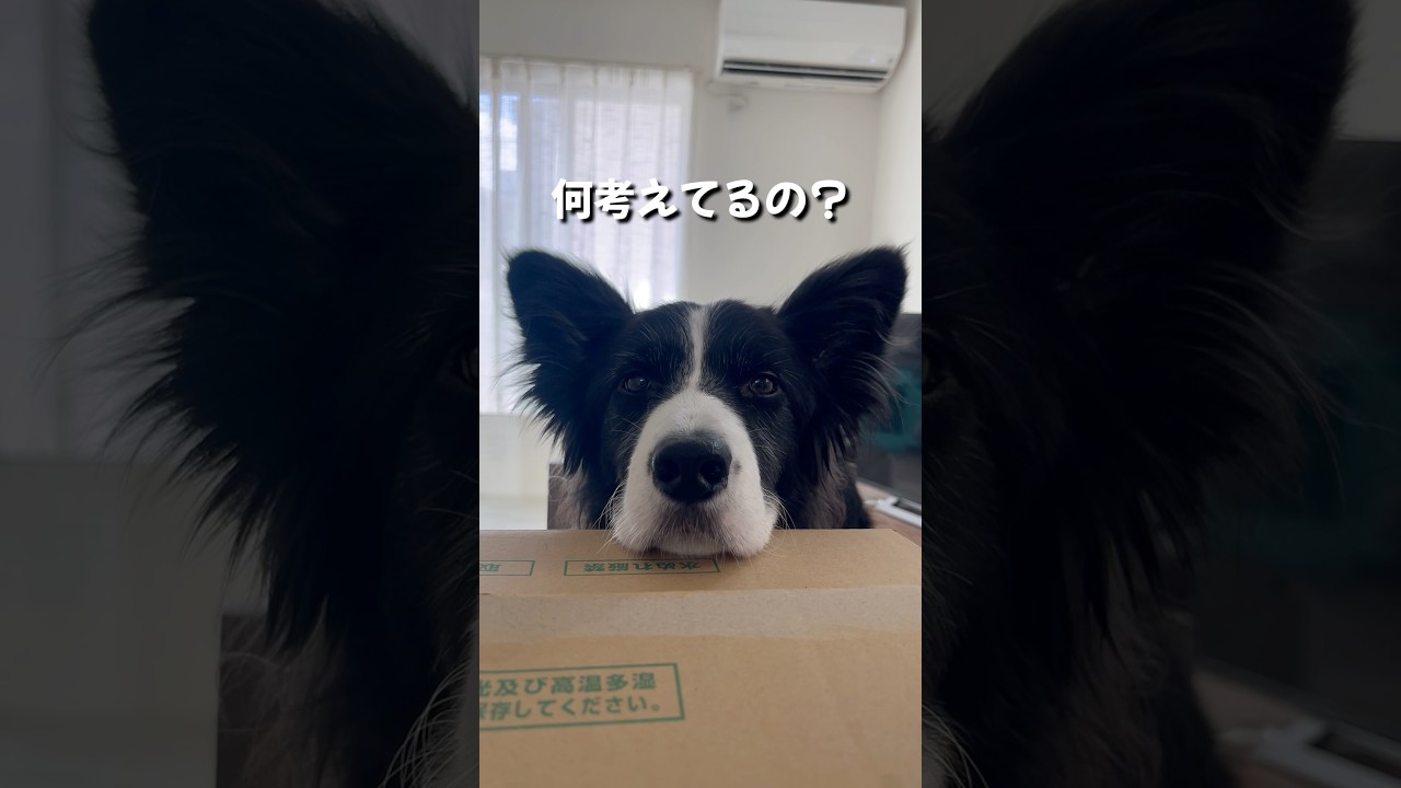 無言で何かを訴えてくるボーダーコリー
