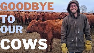 Cattle Sorting and Loading