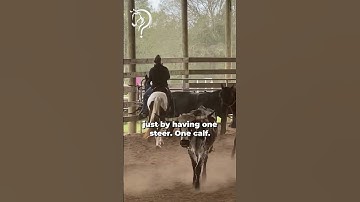 Building Confidence With Cows! Part 7! | The Horse Guru-Michael Gascon