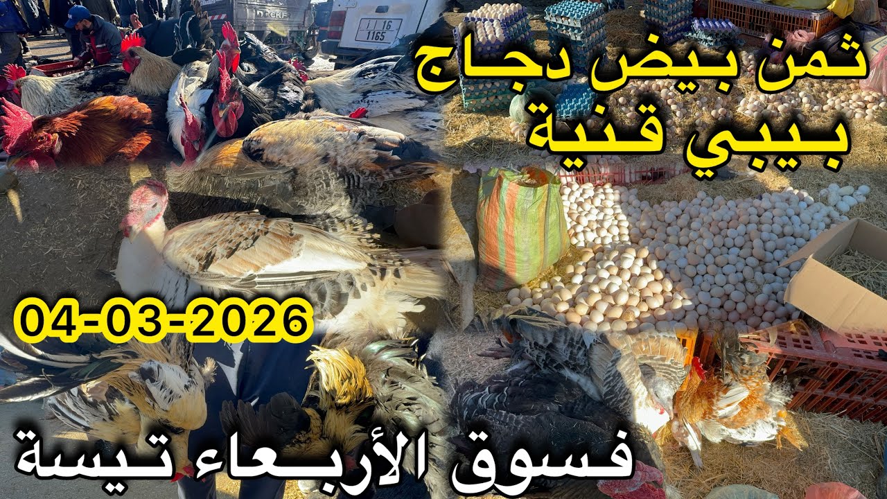ثمن بيض بلدي و دجاج 🐔 بلدي بيبي قنية فسوق أربعاء تيسة 04/03/2026