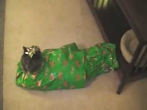 Wrap Your Cat For Christmas