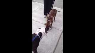 Jinks A0978380 & Max A0979157 Tbd 92213 Brooklyn Acc Nyc