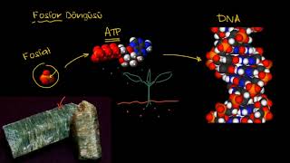 Fosfor Döngüsü (Fen Bilimleri)  (Biyoloji)