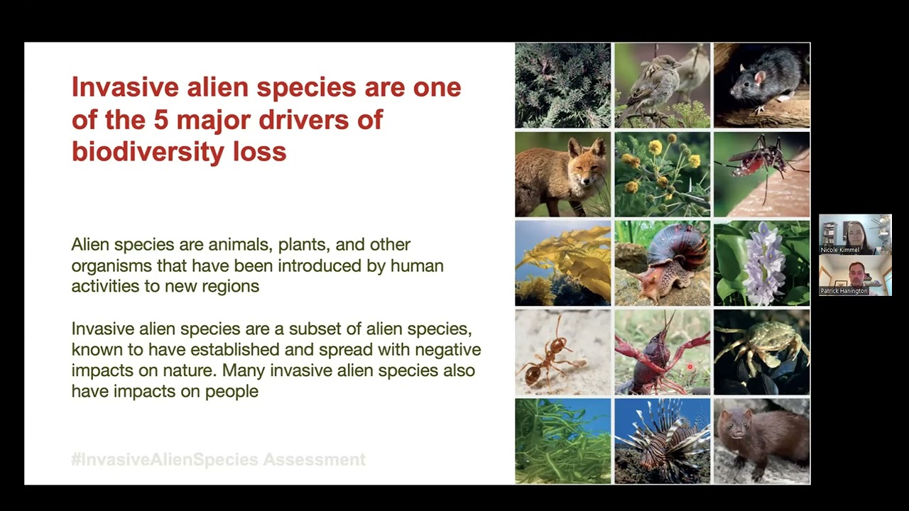 Invasive Alien Species Impact On Biodiversity Invasive Alien Species
