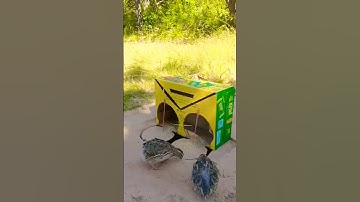 Underground Quail  Trap Using Cardboard Box #trap #shorts