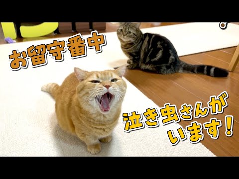 飼い主の姿が見えなくなると鳴いちゃう寂しがりやさんがいました…