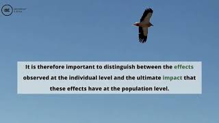 From Individual Effects To Population Impacts Of Renewable Energy Projects On Biodiversity
