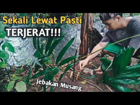 Video: Cara Menjahit Musang